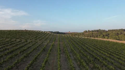 Side view of vineyards at sunset. Stock Footage 257013408