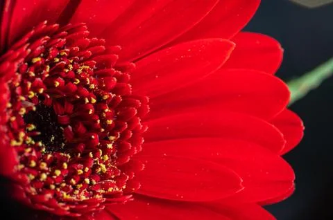 Side view of a vivid red colored gerbera daisy flower Stock Photos