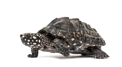 Side view of a Walking Black pond turtle, Geoclemys hamiltonii, isolated Stock Photos