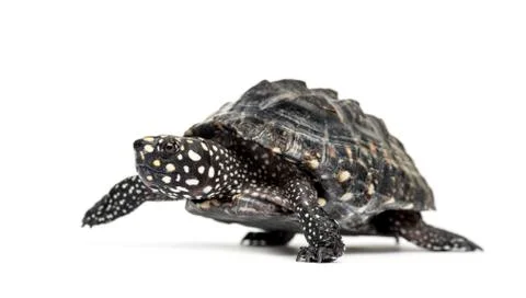 Side view of a Walking Black pond turtle, Geoclemys hamiltonii, isolated Stock Photos
