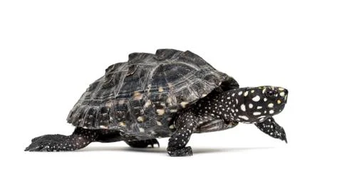 Side view of a Walking Black pond turtle, Geoclemys hamiltonii, isolated Stock Photos