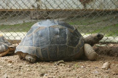 Side view of a walking turtle on sand pile in cage Stock Photos