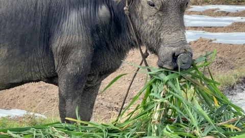 Side view of a water buffalo eating grass in open farmland, showing strong body Video stock 329277624