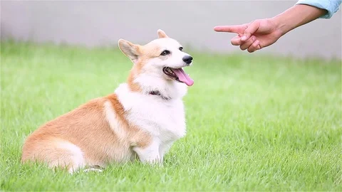 Side View Of Welsh corgi puppy sitting and being told to stay Stock Footage 95770986