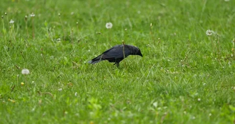Side view of a Western Jackdaw foraging in a lush green meadow Stock Footage 328463196