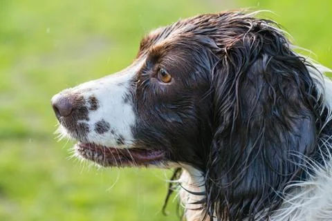 Side view of a wet Springer Spaniel.. 스톡 사진
