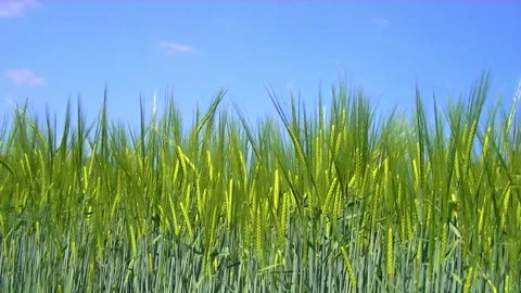 Side view of a wheat field with blue sky Stock Footage 132764874