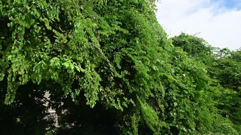 Side view while riding on bus along Tai Mong Tsai Road near Tai Wan Village BB Stock Footage 228051339