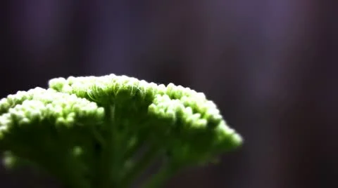 Side view of white achillea Video stock 10824322