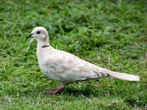Side view of white and beige eurasian collared dove standing on grass Stock Photos