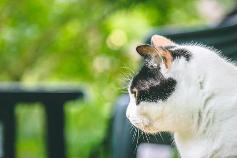 Side view of the white and black cat looking to the left Stock Photos