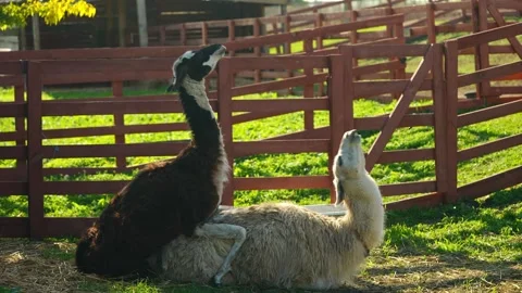 Side view of a white and brown llama mating during their day in a paddock on a Stock Footage 313277439