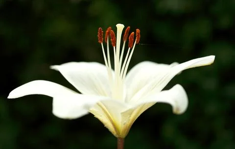 Side view of white bloom Lilium candidum Stock Photos