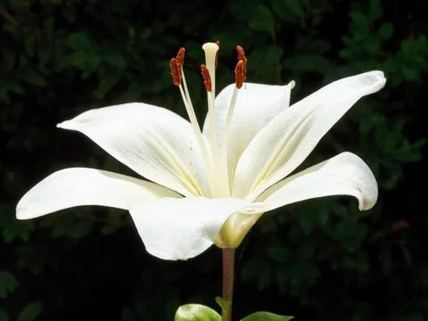 Side view of white bloom Lilium close up outdoors Stock Photos