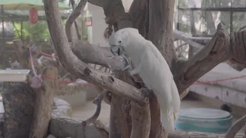 Side View of White Cockatoo Perched on Branch 4K Video stock 335587555