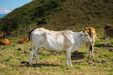 Side view of a white cow surrounded with other cows in the mountain Stock Photos