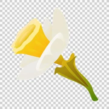 Side view of a white daffodil flower against transparency. Illustrazione stock