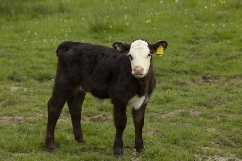 Side view of a white faced calf. Stock Photos