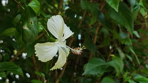Side view of a white hibiscus flower blooming in the garden. Stock Footage 340507884