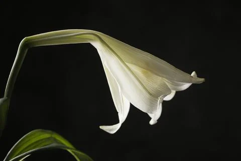 Side view of white lily. Stock Photos