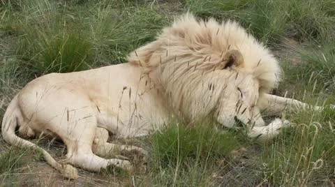 Side view of white lion resting Stock Footage 20216212