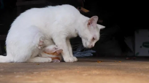 Side view of a white mother cat eating and feeding her kitten Stock Footage 314226358