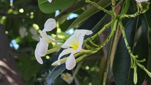 Side view of white plumeria branches. Stock Footage 339337191
