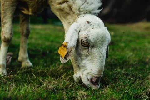 Side view white Sad muzzle sheep with orange farm tag in ear is eating green Stock Photos