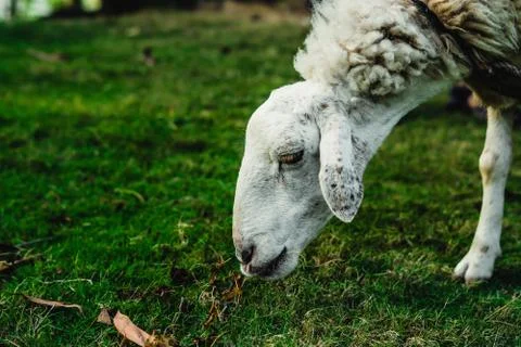 Side view white Sad muzzle sheep eating green grass in the meadow. Concept Foto stock