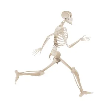 Side view of white skeleton running Stock Illustration