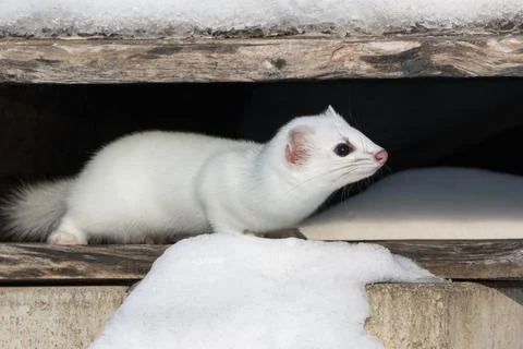 Side view of white stoat in its winter hideout Stock Photos