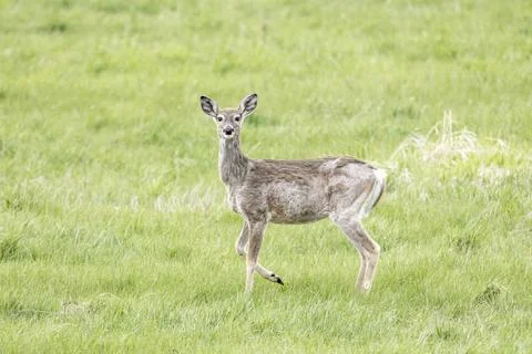 Side view of a white tail deer. Stock Photos