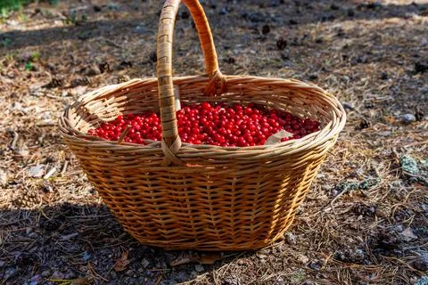 Side view of a wicker basket filled with freshly picked ripe red lingonberr.. Stock Photos