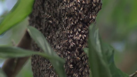 Side View of Wild Bee Colony Cluster on Tropical Tree Branch Stock-Footage 333547529