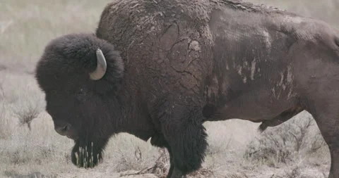 Side view of wild bison standing still with tail wagging, close-up Video stock 332436983