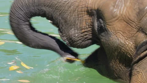 Side view wild elephant eats leaves in lagoon water Video stock 136202341