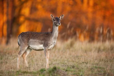 Side view of a wild fallow deer watching attentively in nature Stock Photos