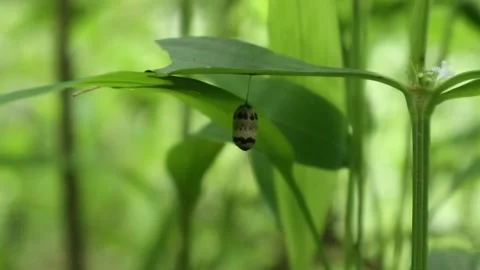 Side view of a wild plant trunk and leaf with hanging cocoon Video stock 162190084