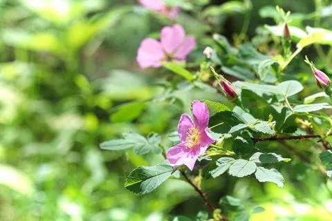 Side view of a wild rose with a blurred background Stock Photos