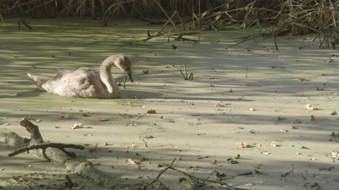 Side view of a wild swan rests in a swamp Stock Footage 182953462