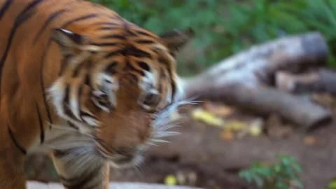 Side view of wild tiger pacing Stock Footage 136446594