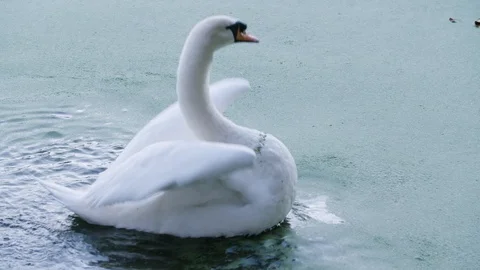 A side-on view of a wild white swan, it flaps its wings and shakes its feathers Video stock 128847230