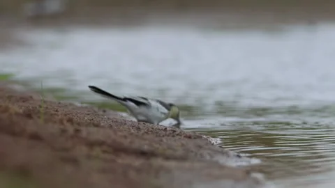 Side view of a wild white wagtail bird standing on a sandy shore 動画素材 348642063