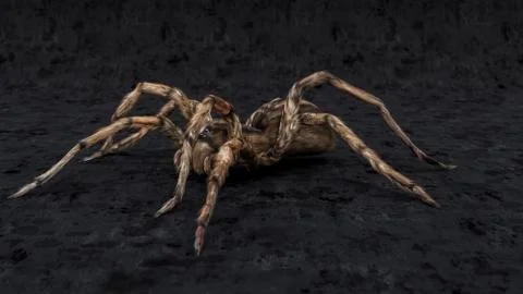 Side view of wolf spider macro studio isolated on black background Stock Photos