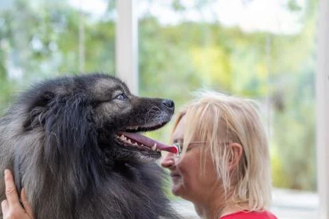 Side view of Wolf Spitz Dog with groomer woman in the bacground. Stock Photos