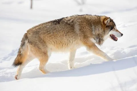 Side view of wolf walking on snow during sunny day Stock Photos