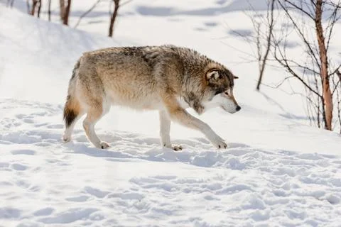 Side view of wolf walking on snow Foto stock