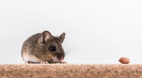 Side view of a wood mouse, Apodemus sylvaticus, sitting on a cork brick with Stock Photos