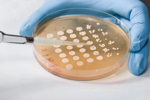 Side view, yeast inoculation done by scientist Stock Photos