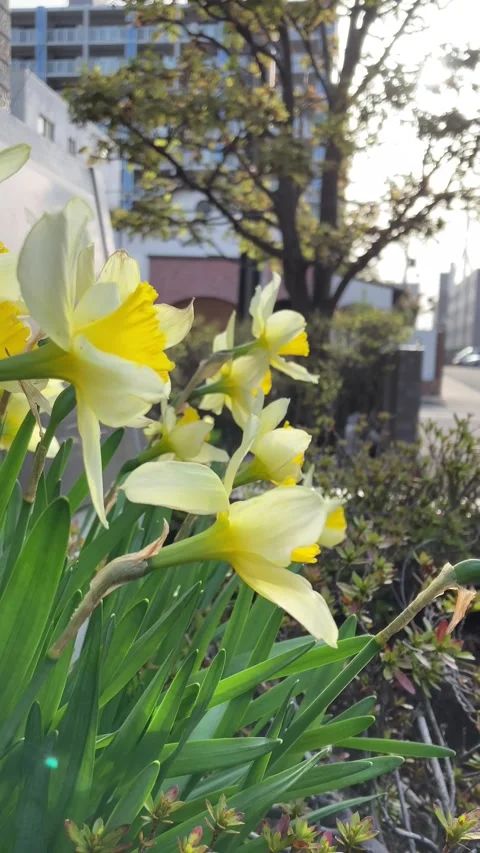 Side view of yellow daffodils Stock Footage 273856656